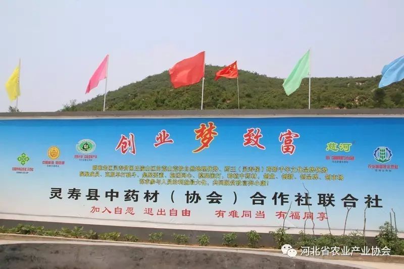 “靈壽丹參”成功注冊中國地標產(chǎn)品、河北省著名商標產(chǎn)品