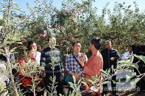 協(xié)會組團(tuán)赴慶陽考察蘋果開心形，收獲滿滿