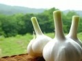 21種不噴農(nóng)藥自然防蟲(chóng)的小秘密，你知道幾個(gè)