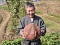 農(nóng)村種紅薯的俗語(yǔ)，高產(chǎn)訣竅說(shuō)清了