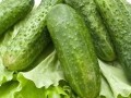 水果黃瓜怎么種？做好這幾點(diǎn) 高產(chǎn)不是夢！