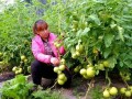 打頂、去杈、整枝，去葉原則必不可少！蔬菜去葉存在3個誤區(qū)