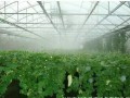 白天高溫炎熱，晚上棚室怎么辦？