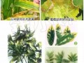 “氮”長葉子”磷“長果，“鉀肥”不足長柴火