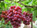 8月份高溫，葡萄樹要這樣管理，才會(huì)碩果累累