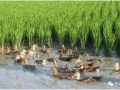 養(yǎng)殖又出新政策！種養(yǎng)結(jié)合成為補貼熱點！