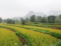邯鄲、承德、唐山……河北各地大力發(fā)展特色產(chǎn)業(yè)，提升農(nóng)業(yè)質(zhì)量效益和競爭力
