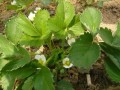 大棚草莓花期管理關(guān)鍵技術(shù)！