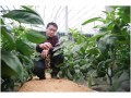 冬季棚室想降低濕度？教您3招，簡(jiǎn)單又有效！