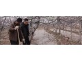 果園冬灌好處多，但是灌水時(shí)間要準(zhǔn)確