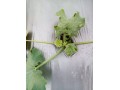大棚西葫蘆“缺素”治不好？小心是病毒?。? width=