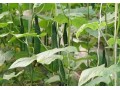 瓜類蔬菜裂蔓？誰(shuí)說(shuō)只有蔓枯??！還有這幾個(gè)原因