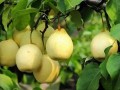 中國的特色農(nóng)產(chǎn)品優(yōu)勢產(chǎn)區(qū)都在哪兒？農(nóng)業(yè)農(nóng)村部遴選出148個！