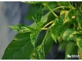 辣椒小葉病怎么防治？需注意辨明病因，對癥用藥