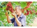 全省首批！河北這55縣區(qū)獲評農(nóng)產(chǎn)品“金字招牌”！快看有你家鄉(xiāng)嗎？