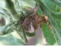 大棚茄子、番茄、黃瓜的高發(fā)病害，重者絕收，看看是什么病，怎么治？
