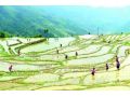 農(nóng)業(yè)農(nóng)村部：今年要振興大豆，擴大油料，適當(dāng)調(diào)減水稻