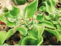 這種新型“水晶冰菜”，已成為餐桌新貴(附種植方法)