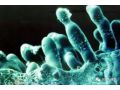什么是真菌病害？什么是細(xì)菌病害？如果不懂后果很嚴(yán)重