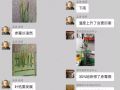 5月，讓小麥減產(chǎn)50%的病蟲都來了！抓緊防治！