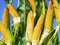 夏收在即，下一季作物種啥好呢？