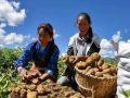 農(nóng)業(yè)農(nóng)村部副部長屈冬玉：2.6億小農(nóng)戶如何銜接現(xiàn)代農(nóng)業(yè)？