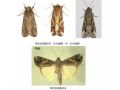 入侵19?。〉満Υ蟀雮€(gè)中國(guó)的“妖蛾子”，被國(guó)務(wù)院點(diǎn)名了?。ǜ睫r(nóng)業(yè)農(nóng)村部最新防控方案）