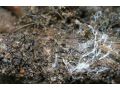 果樹根部病害連認都認不全？真的該上點心了 ！