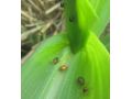 省植保站發(fā)布：褐足角胸葉甲進入危害始盛期 抓緊防治！