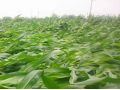 持續(xù)降雨，你家的玉米倒了嗎？倒伏之后扶不扶？
