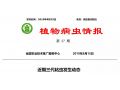 拯救玉米：除了遷徙來的妖蛾子，三代粘蟲已大面積暴發(fā)。