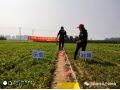 朝陽(yáng)匯豐小分子+分子有序化技術(shù)在安國(guó)應(yīng)用，半夏增產(chǎn)151%