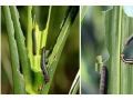 省植保站發(fā)布：這幾種大蟲子同時(shí)來禍害玉米，后果嚴(yán)重，抓緊防治！