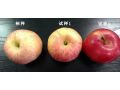 蘋果上色慢、紅度差，怎么辦？影響色度的原因有哪些？