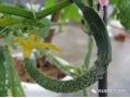 黃瓜彎瓜原因已找全，現(xiàn)在一定要避免！