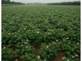 二、三、四膜種植馬鈴薯技術(shù)，4月底上市