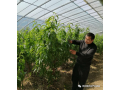 扎根設施農業(yè)，一路勇敢前行