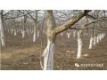 今年冬天有點(diǎn)冷，果樹(shù)冬春發(fā)生凍害后怎么辦？