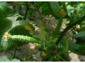 大棚蔬菜施用植物調(diào)節(jié)劑，謹(jǐn)防這些藥害