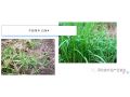 你家地里如果有這些惡性雜草，試試這個(gè)配方，一遍干凈