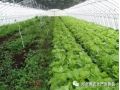 大棚蔬菜種植的7大誤區(qū)！菜農(nóng)們一定要記住大棚蔬菜種植的7大誤區(qū)！菜農(nóng)們一定要記住