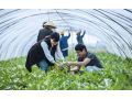 加拿大有機農(nóng)業(yè)能給我國帶來哪些啟示？